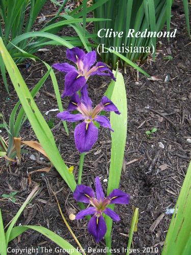 Clive Redmond in Shady Ditch 2